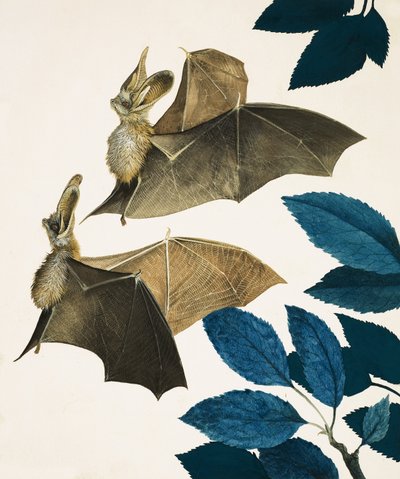 La chauve-souris à longues oreilles - Kenneth Lilly