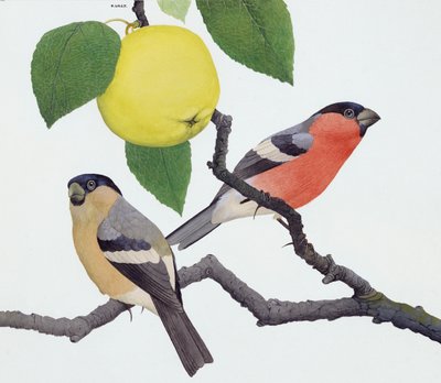 Le bouvreuil (gouache sur papier) - Kenneth Lilly