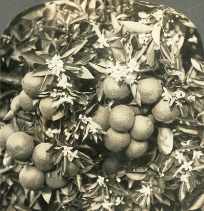 Fleurs d