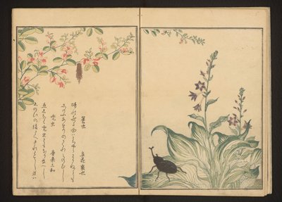 Ver de panier et scarabée casque sur trèfle et poireau - Kitagawa Utamaro