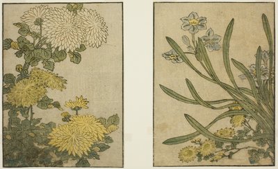 Chrysanthème et Narcisse, du livre illustré "Livre d