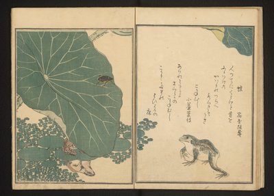 Grenouilles et scarabée doré près du lotus - Kitagawa Utamaro