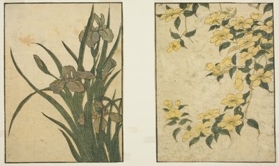Kerria et Iris, du livre illustré "Livre d