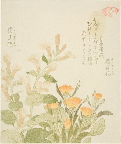 Souci (Kinsenka) et fleurs de Rashomon, de la série "Collection de plantes pour le cercle de poésie Kasumi (Kasumi-ren somoku awase)" - Kubo Shunman