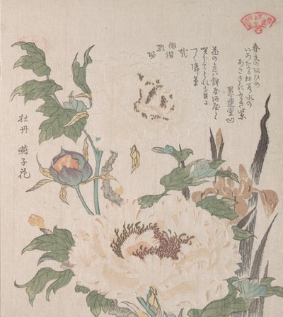 Pivoines et iris, 19ème siècle - Kubo Shunman