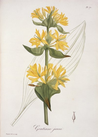 Gentiane jaune de 