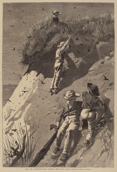 Raid sur une Colonie d