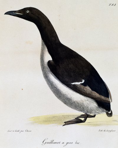 Guillemot de Brünnich, de Voyage pittoresque autour du monde - Langlume Langlume