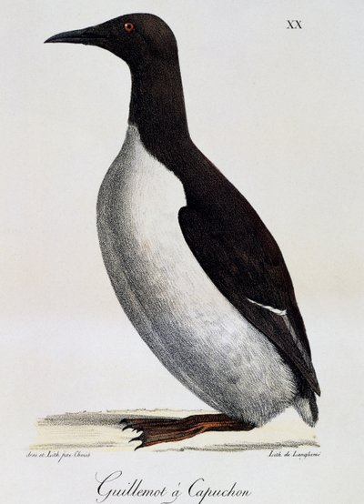 Guillemot de Troïl (Uria aalge), de "Voyage pittoresque autour du monde" - Langlume Langlume