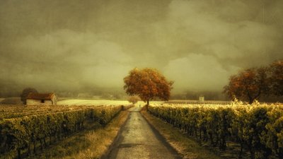 Route des vignobles d