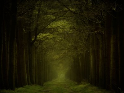 Le sentier de la forêt sombre - Lars van de Goor †