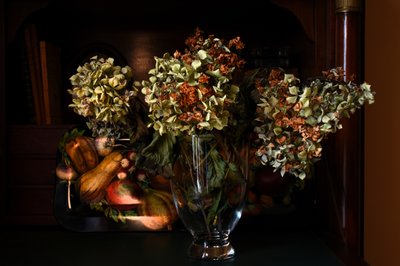 Hortensias séchés d