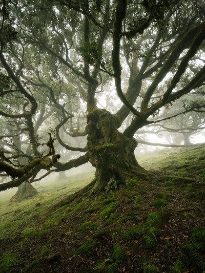 Canopy II, 2025 (photo) - Lee Cooper