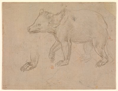 Un ours qui marche - Leonardo da Vinci
