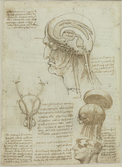 Une feuille de manuscrit avec des dessins anatomiques et des notes, 1506-1508 - Leonardo da Vinci