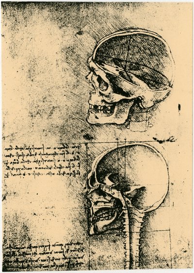 Croquis anatomique, deux études d