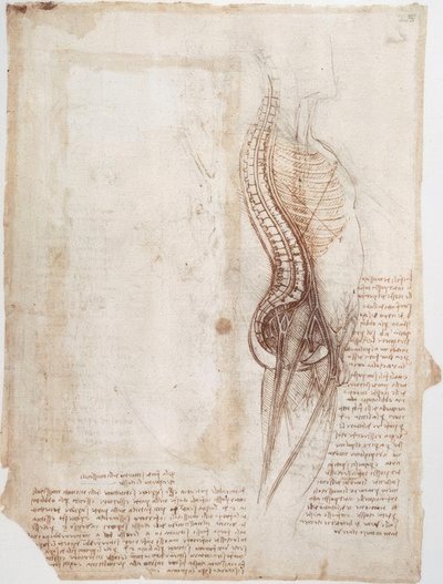 Études anatomiques: Colonne vertébrale... - Leonardo da Vinci