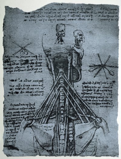 Structure osseuse du cou et de l