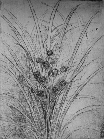 Joncs fleuris, vers 1480 - Leonardo da Vinci