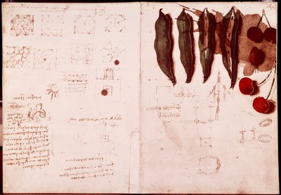 Notes et croquis de botanique et de géométrie - Leonardo da Vinci