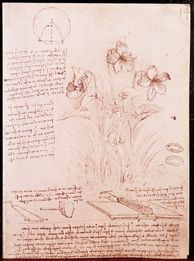 Notes et croquis de botanique et de géométrie : narcisse. - Leonardo da Vinci