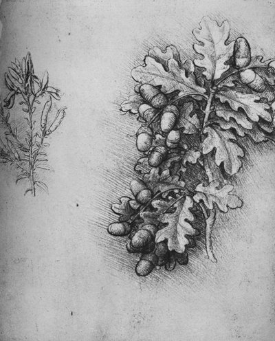 Feuilles de chêne avec glands et genêt des teinturiers, vers 1480 1945 - Leonardo da Vinci