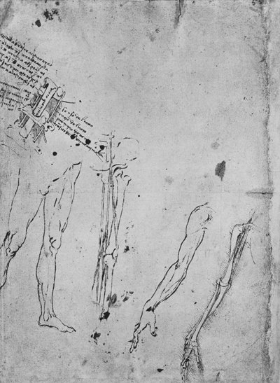 Études de jambes, des os et des tendons d
