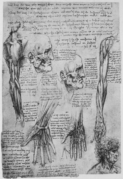 Études des muscles du visage et du bras, vers 1480, 1945 - Leonardo da Vinci
