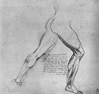 Étude des jambes d
