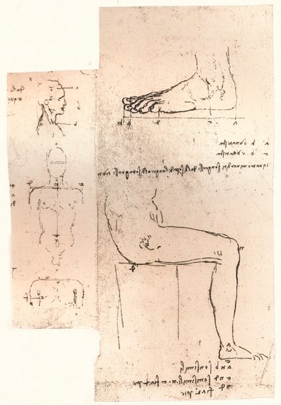 Deux dessins illustrant la théorie des proportions de la figure humaine, vers 1472-1519 1883 - Leonardo da Vinci
