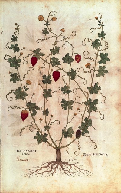 Pomme de baume (Momordica balsamina) de De historia stirpium commentarii insignes (Commentaires notables sur l