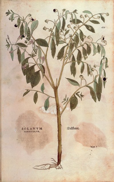 Belladone - Atropa belladonna par Leonhart Fuchs de De historia stirpium commentarii insignes, gravure en couleur - Leonhard Fuchs