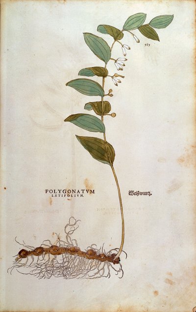Sceau de Salomon à larges feuilles (Polygonatum latifolium) par Leonhart Fuchs de De historia stirpium commentarii insignes, gravure colorée - Leonhard Fuchs