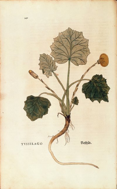 Tussilage (Tussilago farfara) par Leonhart Fuchs de De historia stirpium commentarii insignes, gravure en couleur - Leonhard Fuchs