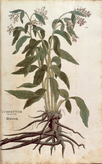 Consoude - Symphytum officinale (Symphytum magnus) de De historia stirpium commentarii insignes (Commentaires notables sur l