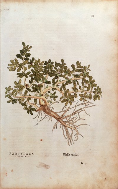 Pourpier commun - Portulaca oleracea (Portulaca sylvestris) par Leonhart Fuchs de De historia stirpium commentarii insignes, gravure colorée - Leonhard Fuchs