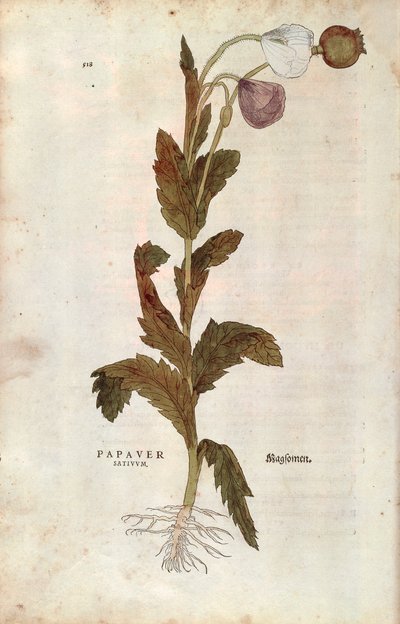 Coquelicot - Leonhard Fuchs