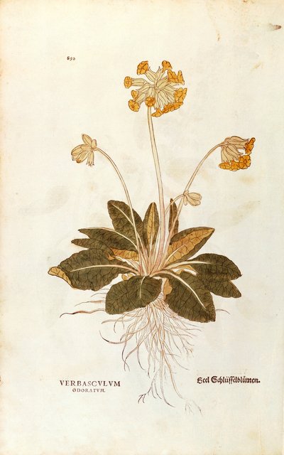 Primevère officinale - Primula veris officinalis (Verbasculum odoratum) de De historia stirpium commentarii insignes (Commentaires notables sur l