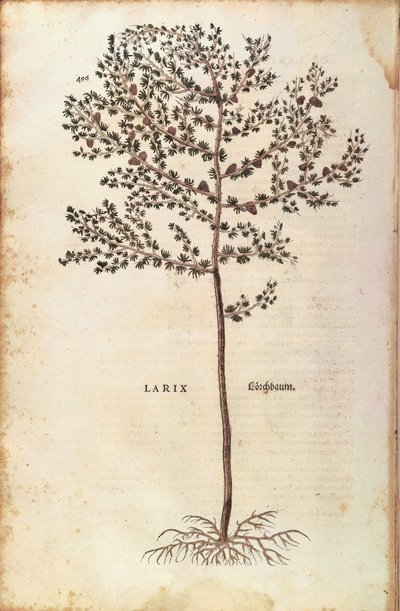 Mélèze d