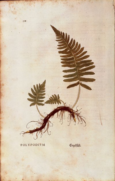 Fougère, polypode commun (Polypodium vulgare) par Leonhart Fuchs de De historia stirpium commentarii insignes (Notable Commentaries on the History of Plants) gravure colorée - Leonhard Fuchs
