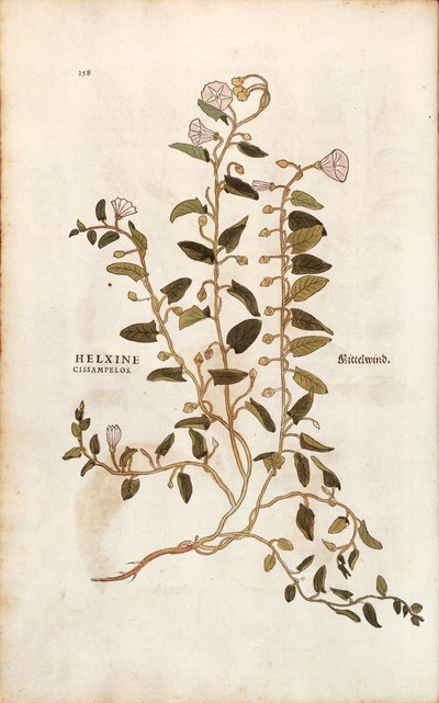 Liseron des champs - Convolvulus arvensis, de De historia stirpium commentarii insignes (Notable Commentaries on the History of Plants) - Leonhard Fuchs