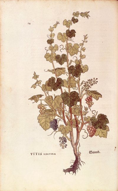 Vigne - Vitis vinifera, de De historia stirpium commentarii insignes (Notable Commentaries on the History of Plants) - Leonhard Fuchs