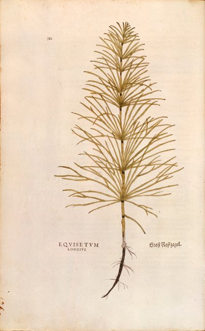 Prêle - Equisetum arvense (Equisetum longius) de De historia stirpium commentarii insignes (Commentaires notables sur l