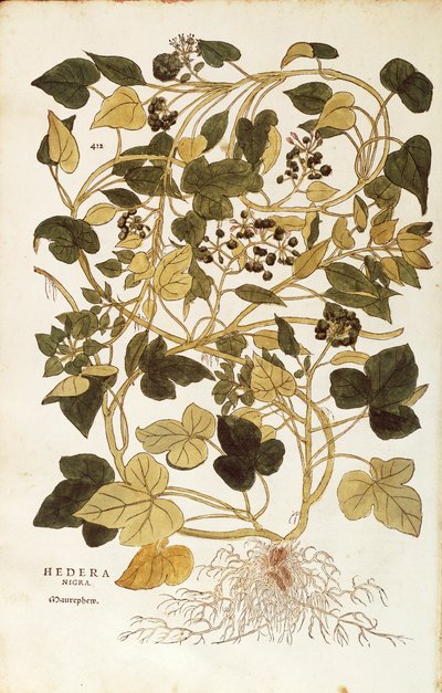 Lierre - Hedera helix nigra aurea, de De historia stirpium commentarii insignes (Notable Commentaries on the History of Plants) - Leonhard Fuchs