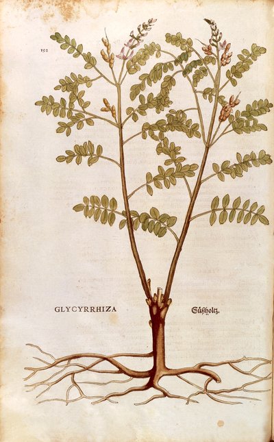Réglisse par Leonhart Fuchs de De historia stirpium commentarii insignes, gravure colorée - Leonhard Fuchs