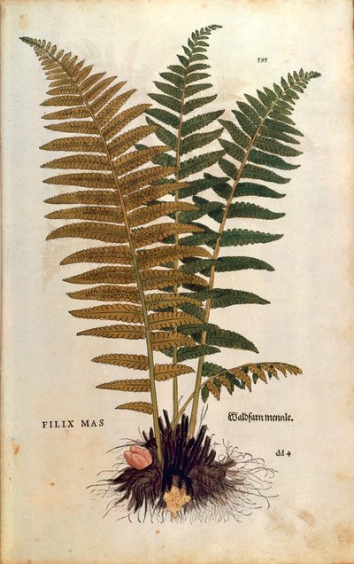 Fougère mâle (Dryopteris filix-mas) par Leonhart Fuchs de De historia stirpium commentarii insignes (Notable Commentaries on the History of Plants), gravure colorée - Leonhard Fuchs