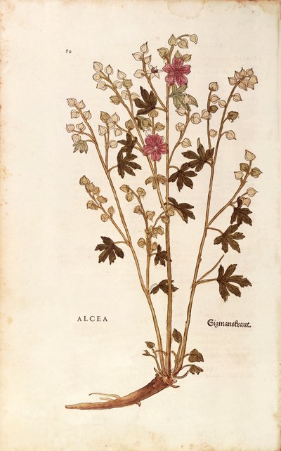 Guimauve - Althaea par Leonhart Fuchs de De historia stirpium commentarii insignes, gravure colorée - Leonhard Fuchs