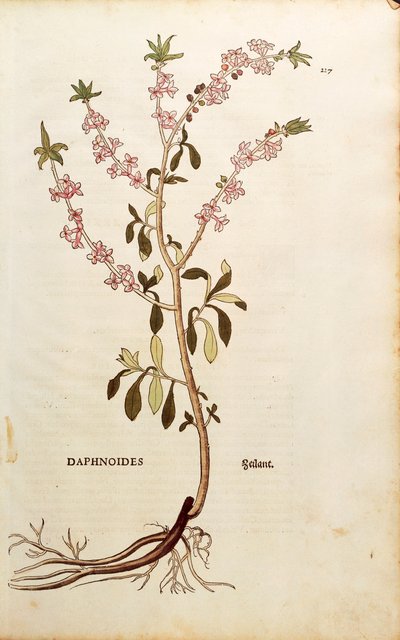 Bois-joli - Daphne mezereum par Leonhart Fuchs de De historia stirpium commentarii insignes, gravure en couleur - Leonhard Fuchs