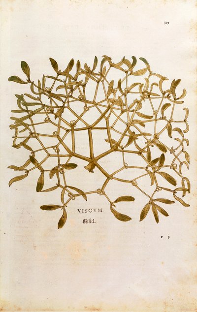 Gui (Viscum album) par Leonhart Fuchs de De historia stirpium commentarii insignes, gravure colorée - Leonhard Fuchs