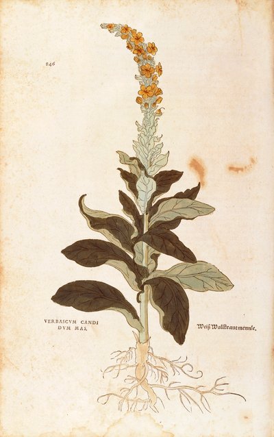 Molène - Verbascum Thapsus (Verbasco candidum mas) par Leonhart Fuchs de De historia stirpium commentarii insignes, gravure colorée - Leonhard Fuchs